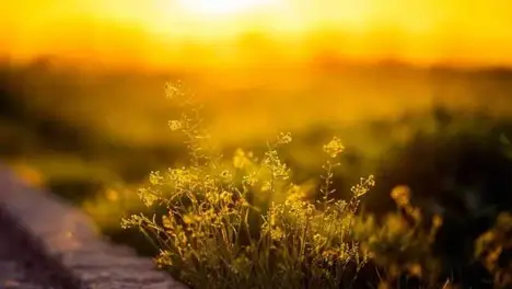 语言大师？S15英雄联盟总决赛上的多语种沟通趣事集锦。